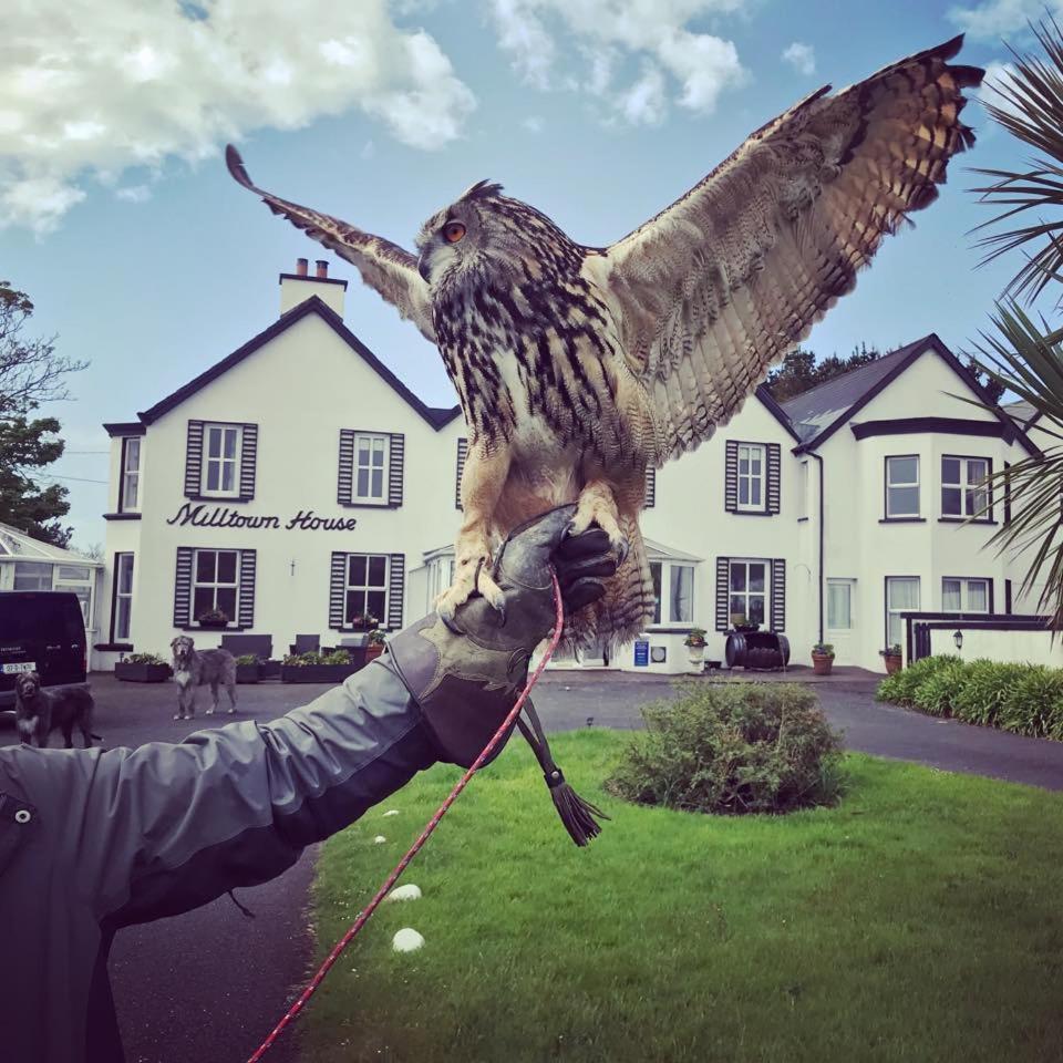 Milltown House Dingle Hotel Kültér fotó